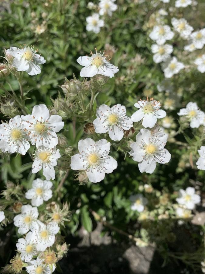Potentilla alchimilloides flower