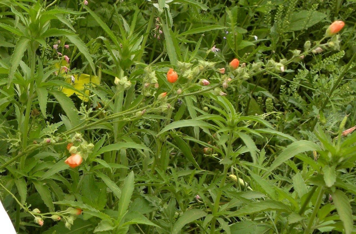 Sphaeralcea pedatifida habit