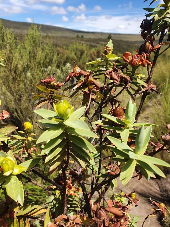 Hypericum revolutum leaf