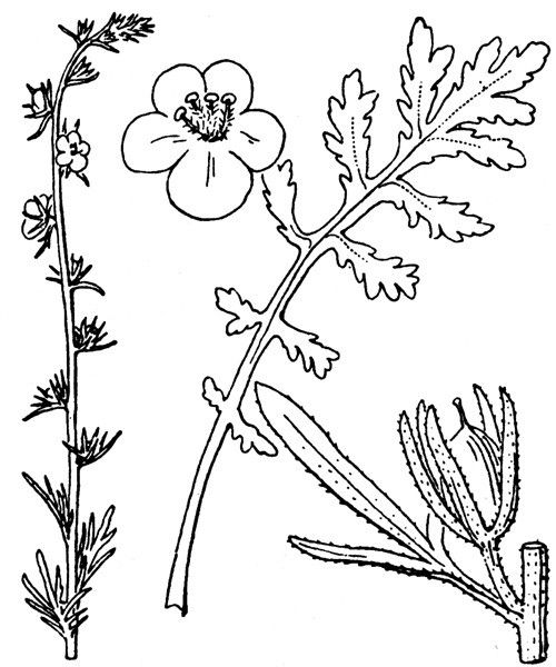 Verbascum orientale other