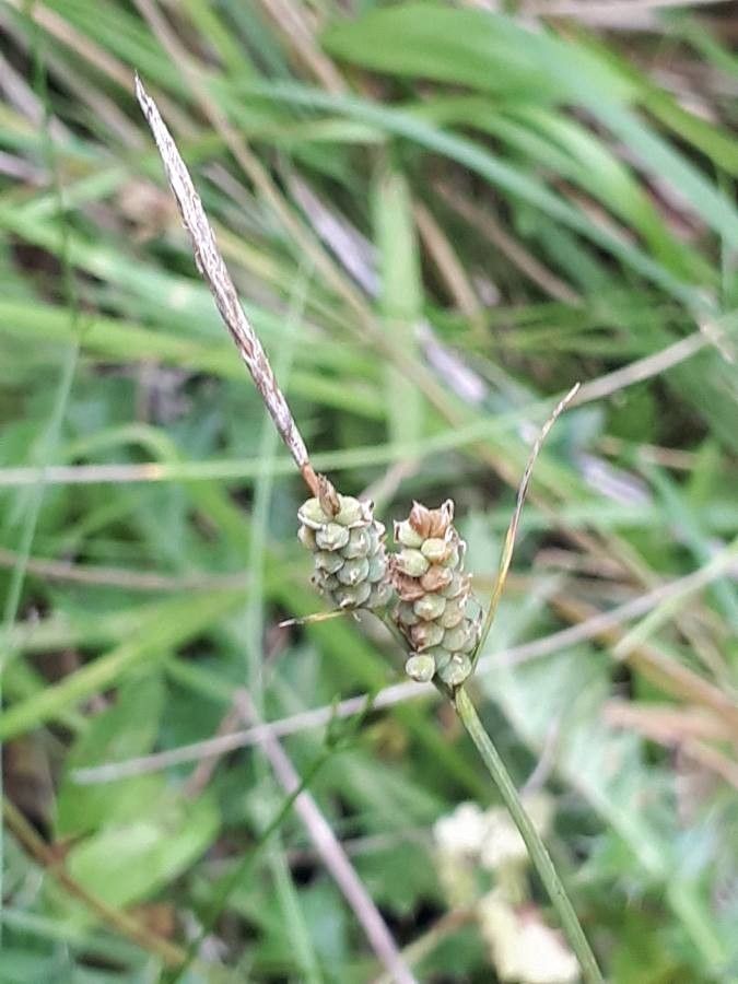 Carex tomentosa fruit