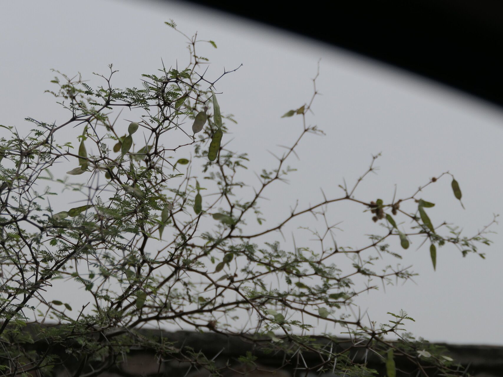 Selaginella jacquemontii fruit