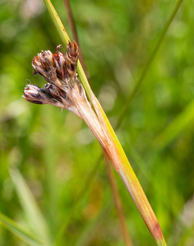 Juncus squarrosus flower