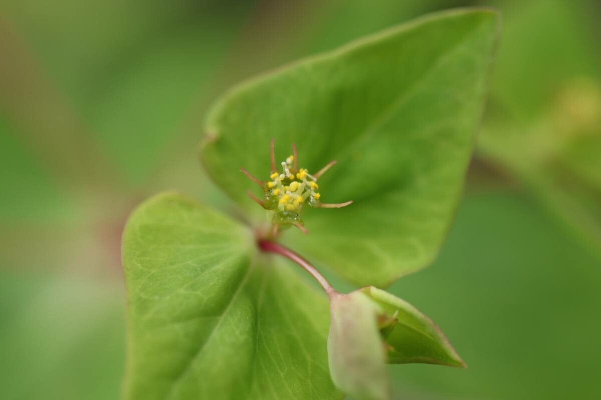 Euphorbia sieboldiana — houseplant care guide