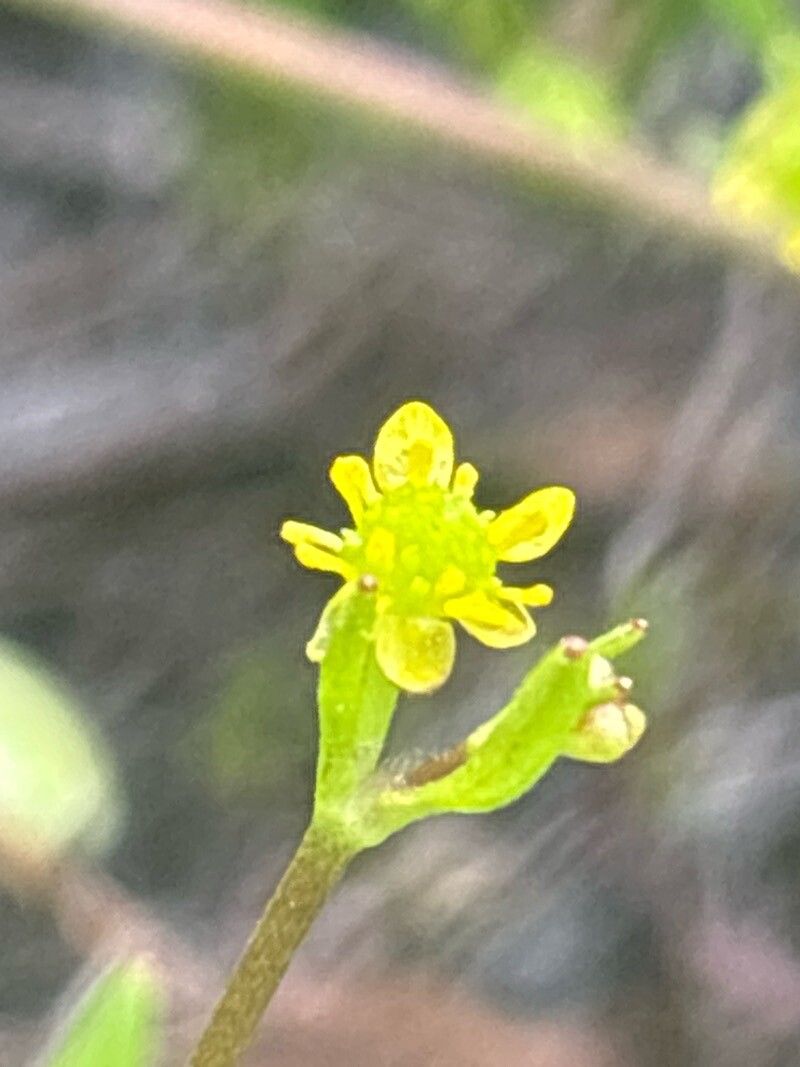 Ranunculus longipes flower