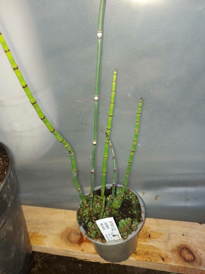 Equisetum fluviatile