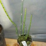 Equisetum fluviatile