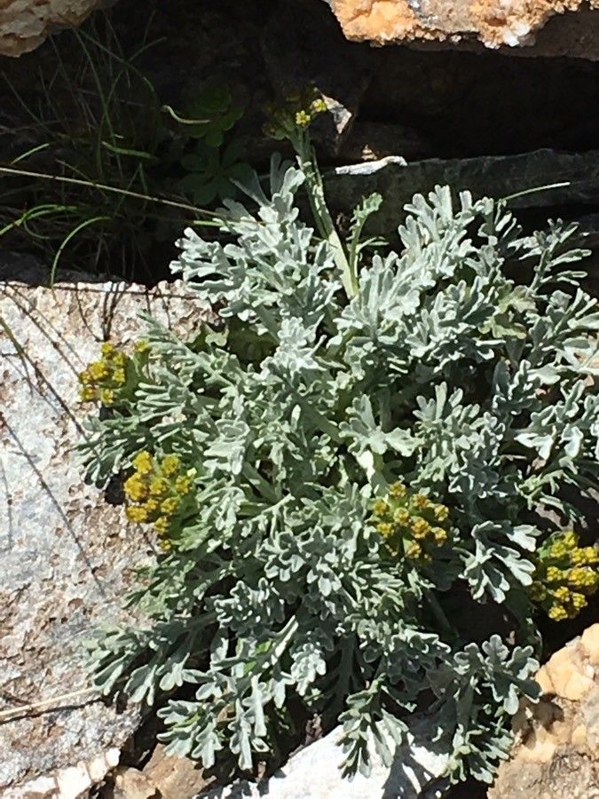 Jacobaea incana habit