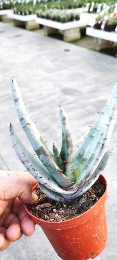 Aloe claviflora leaf
