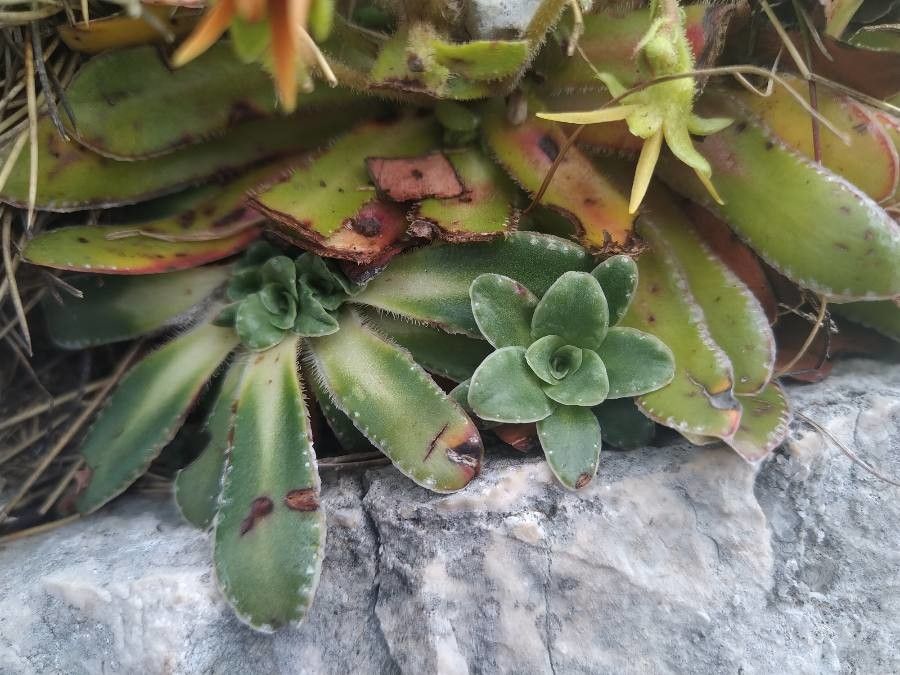 Saxifraga mutata leaf