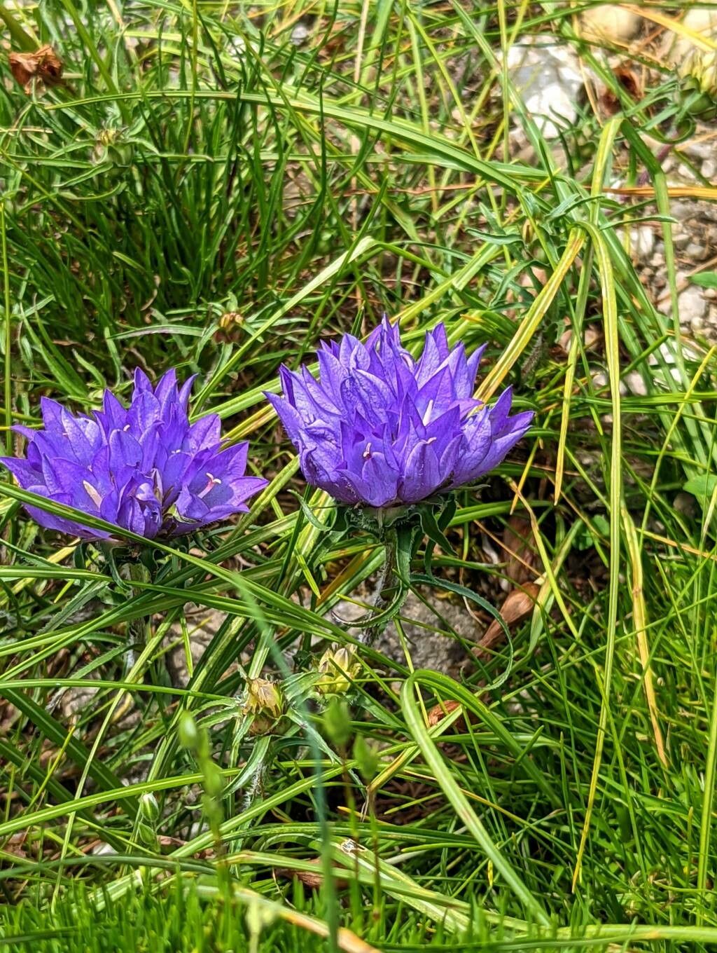 Edraianthus dalmaticus — search result for 'Croatia'