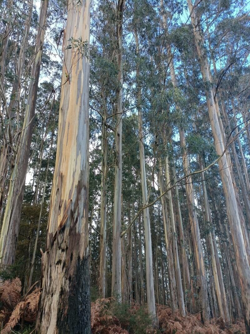 Eucalyptus regnans bark