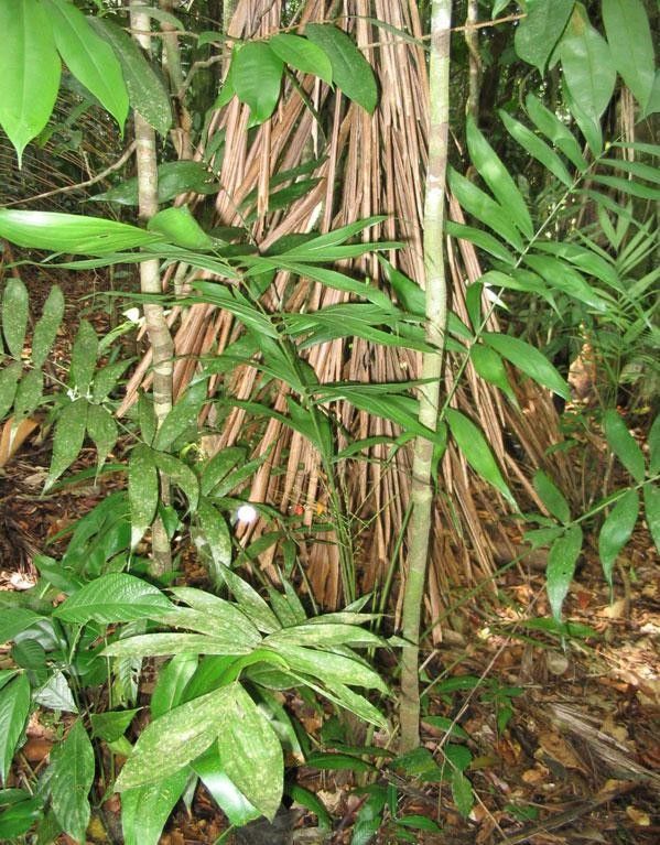 Synechanthus fibrosus habit