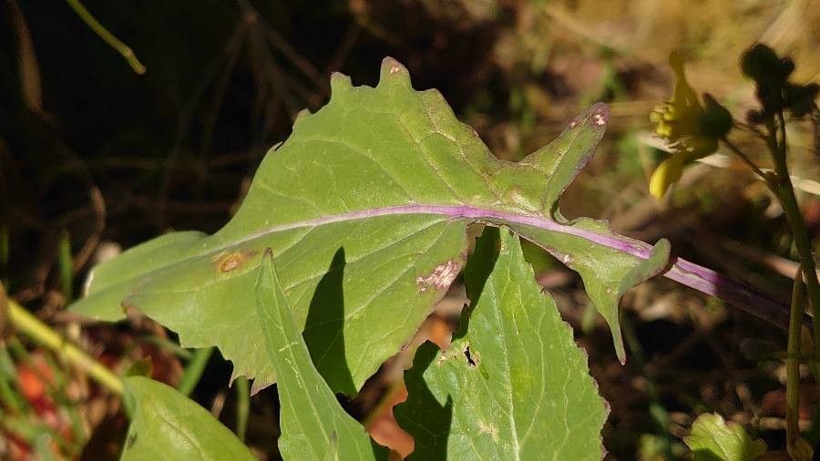 Brassica fruticulosa