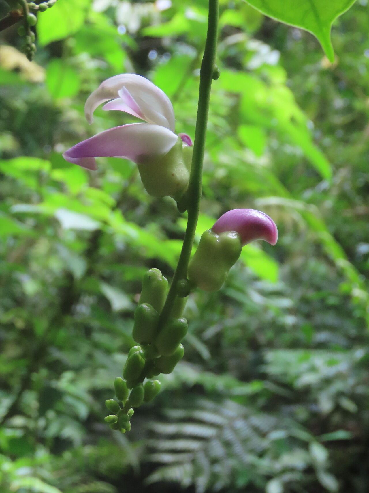 Canavalia oxyphylla flower