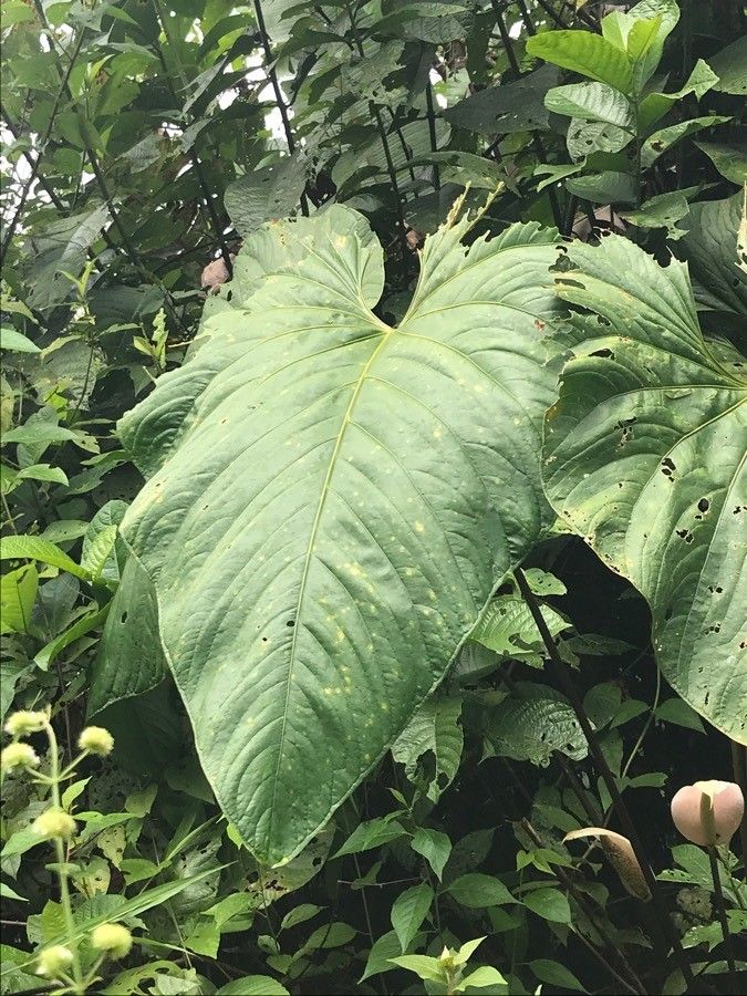 Anthurium dolichostachyum leaf