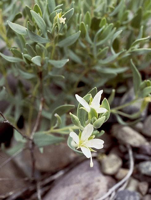 Epilobium suffruticosum habit