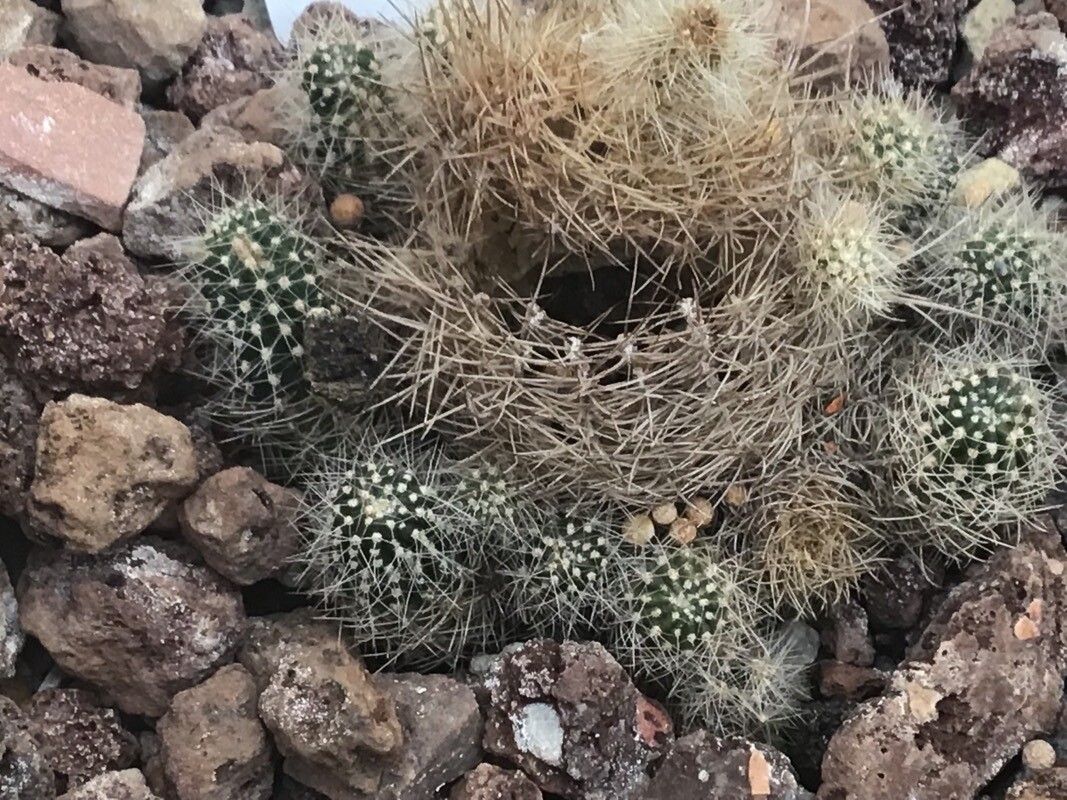 Aylostera pygmaea — houseplant care guide