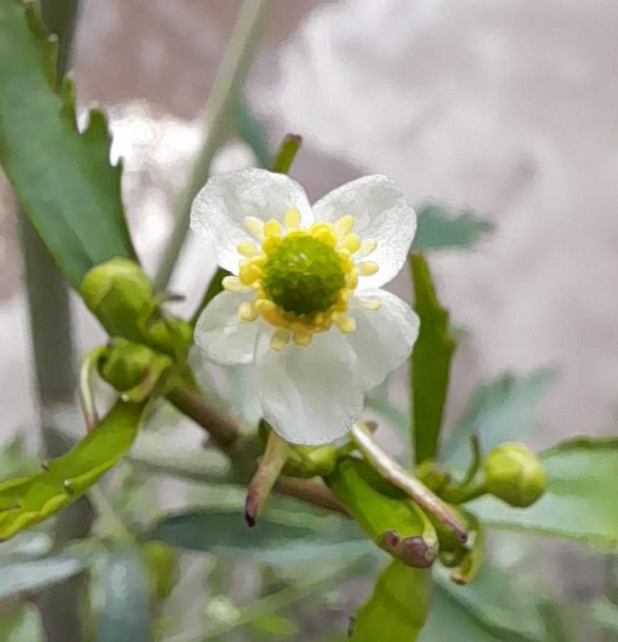 Ranunculus apiifolius flower