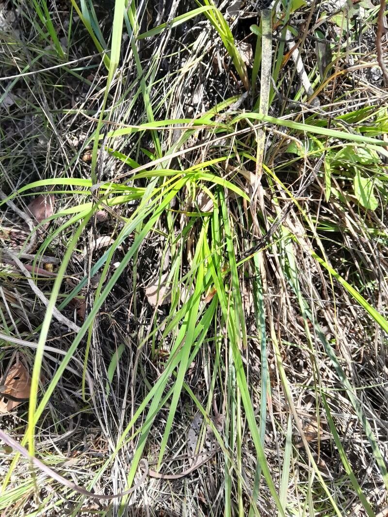 Scleria bulbifera habit