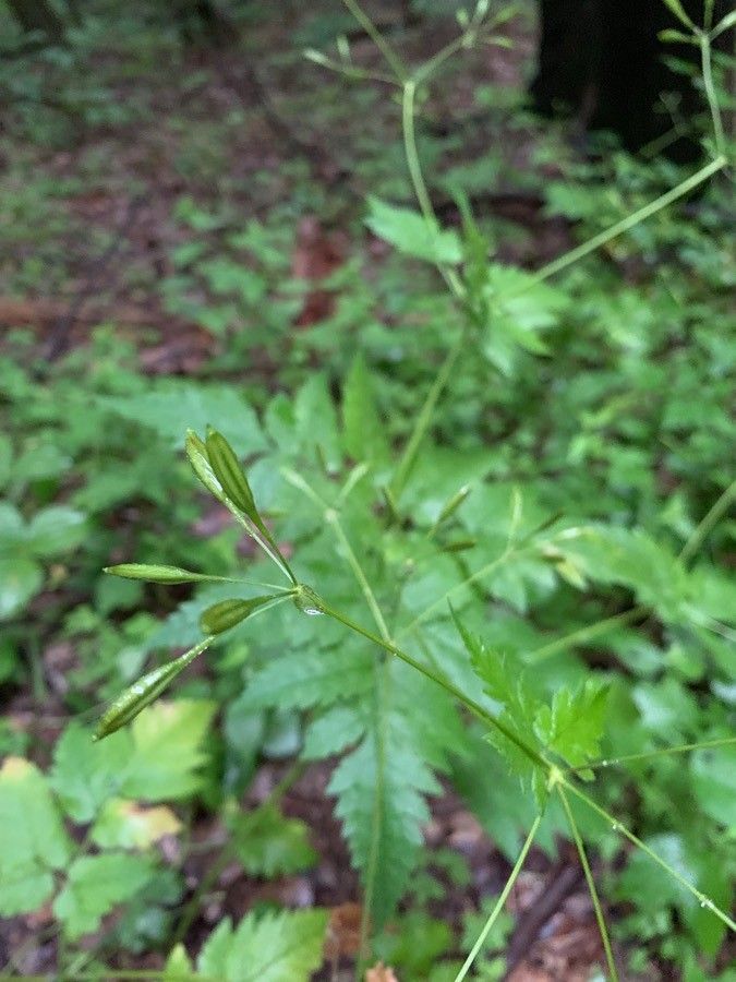 Osmorhiza longistylis fruit