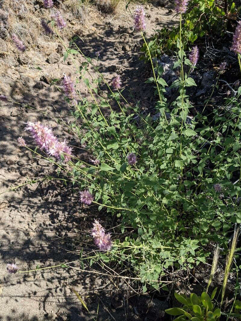 Agastache urticifolia — houseplant care guide