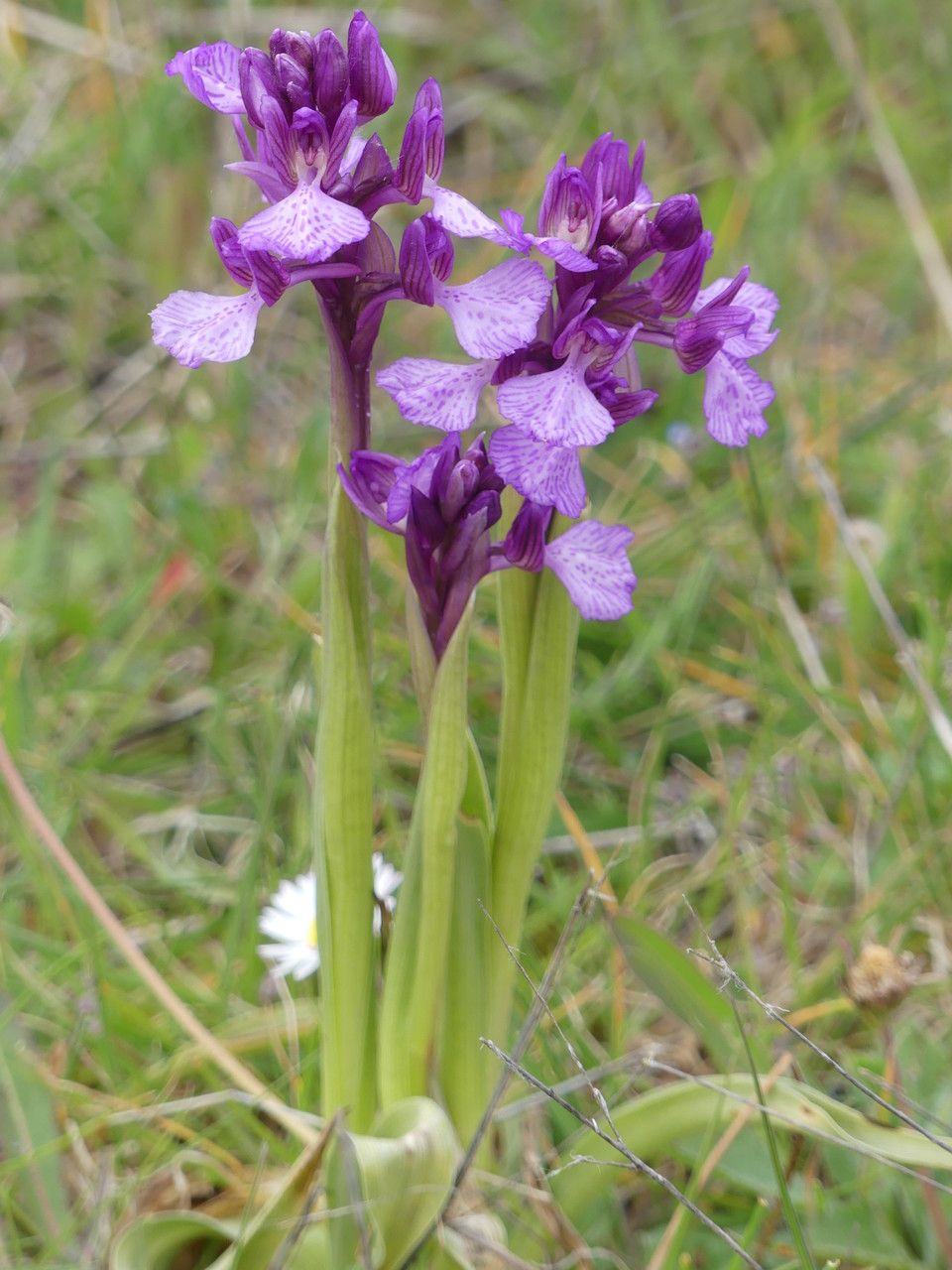 Anacamptis × gennarii habit