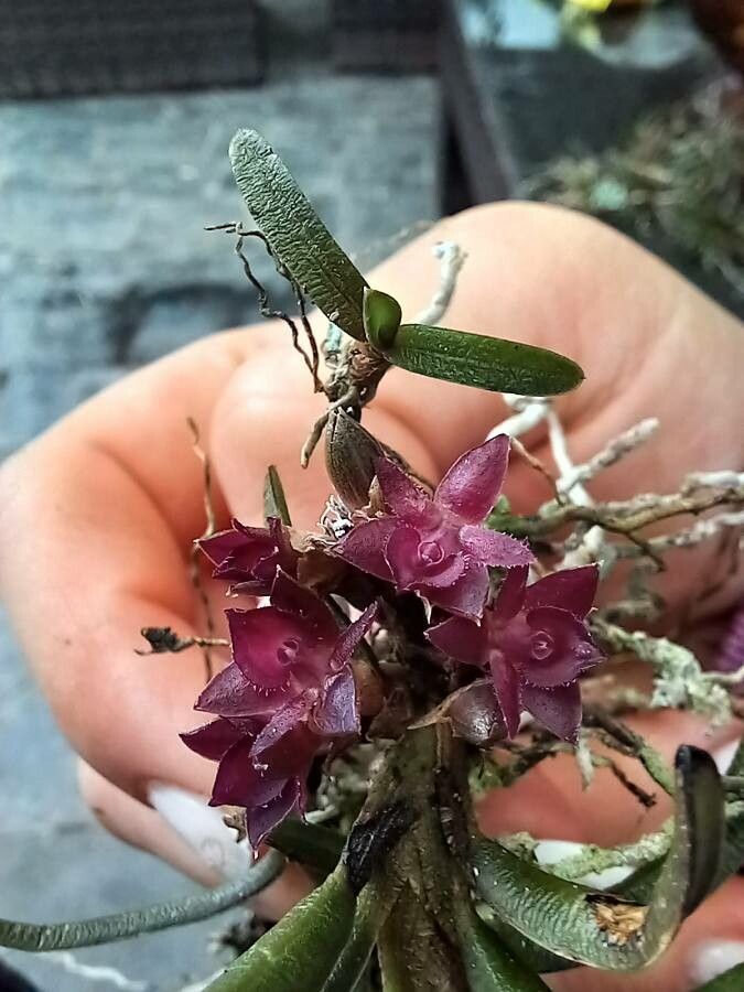 Epidendrum strobiliferum flower