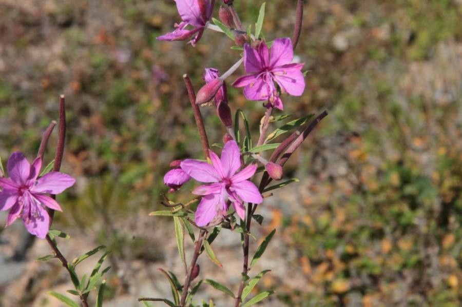Epilobium dodonaei flower