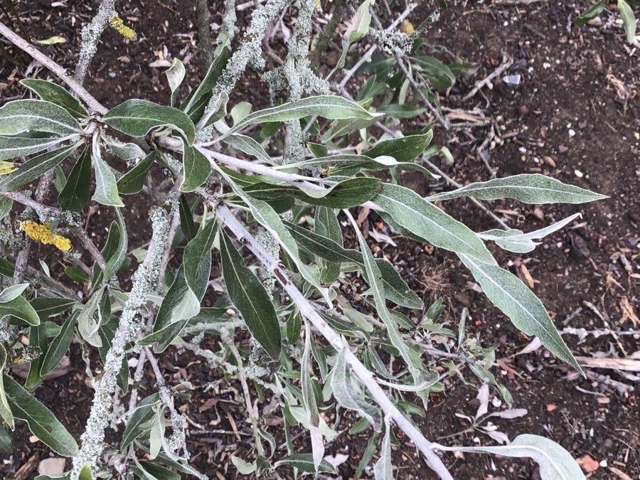 Pyrus salicifolia — difficulty easy houseplant