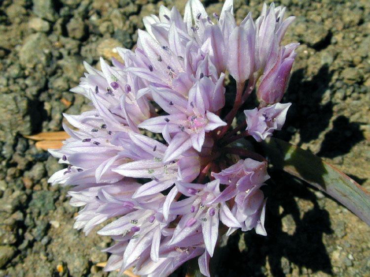 Allium siskiyouense flower