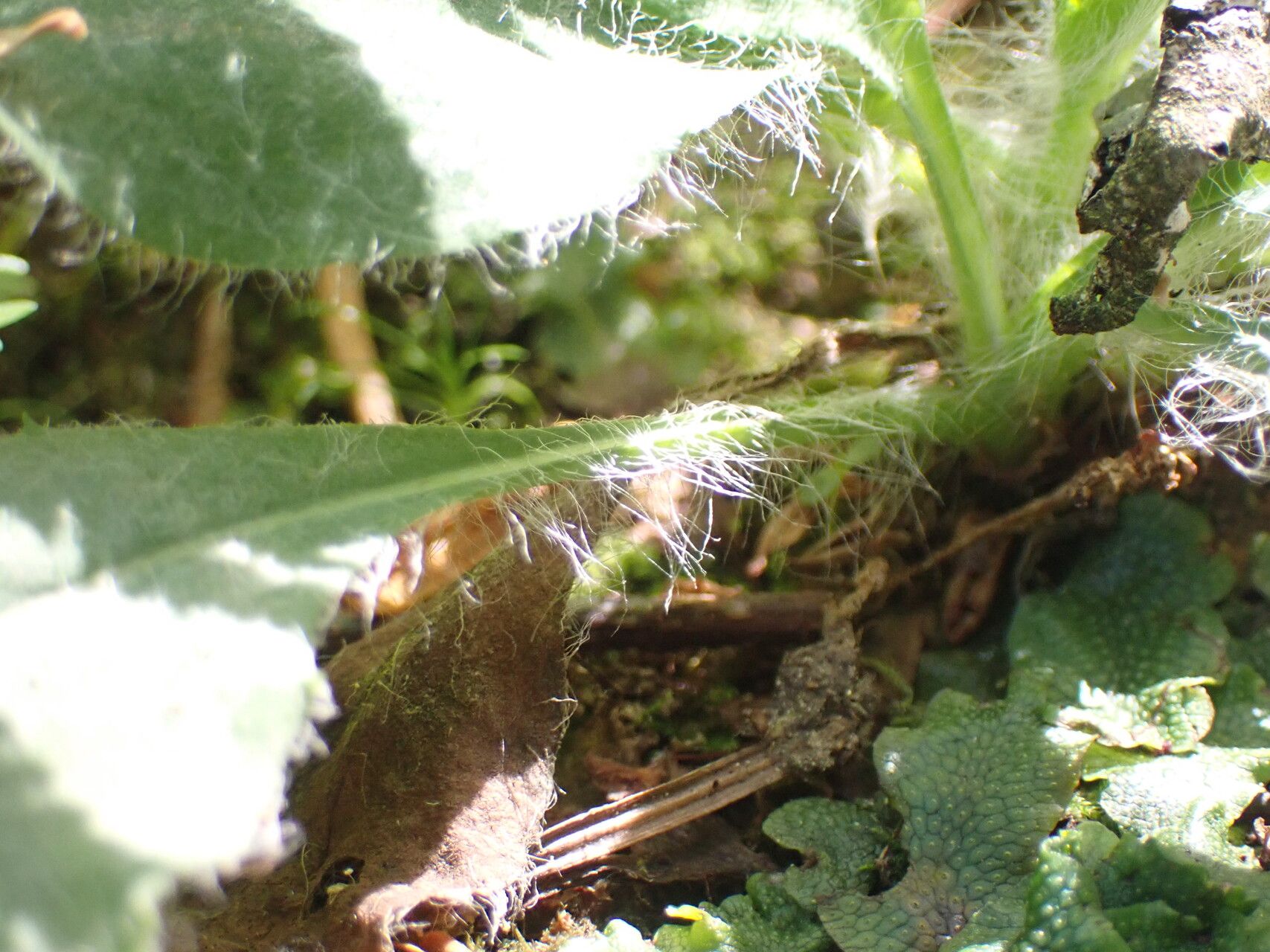 Hieracium lawsonii leaf
