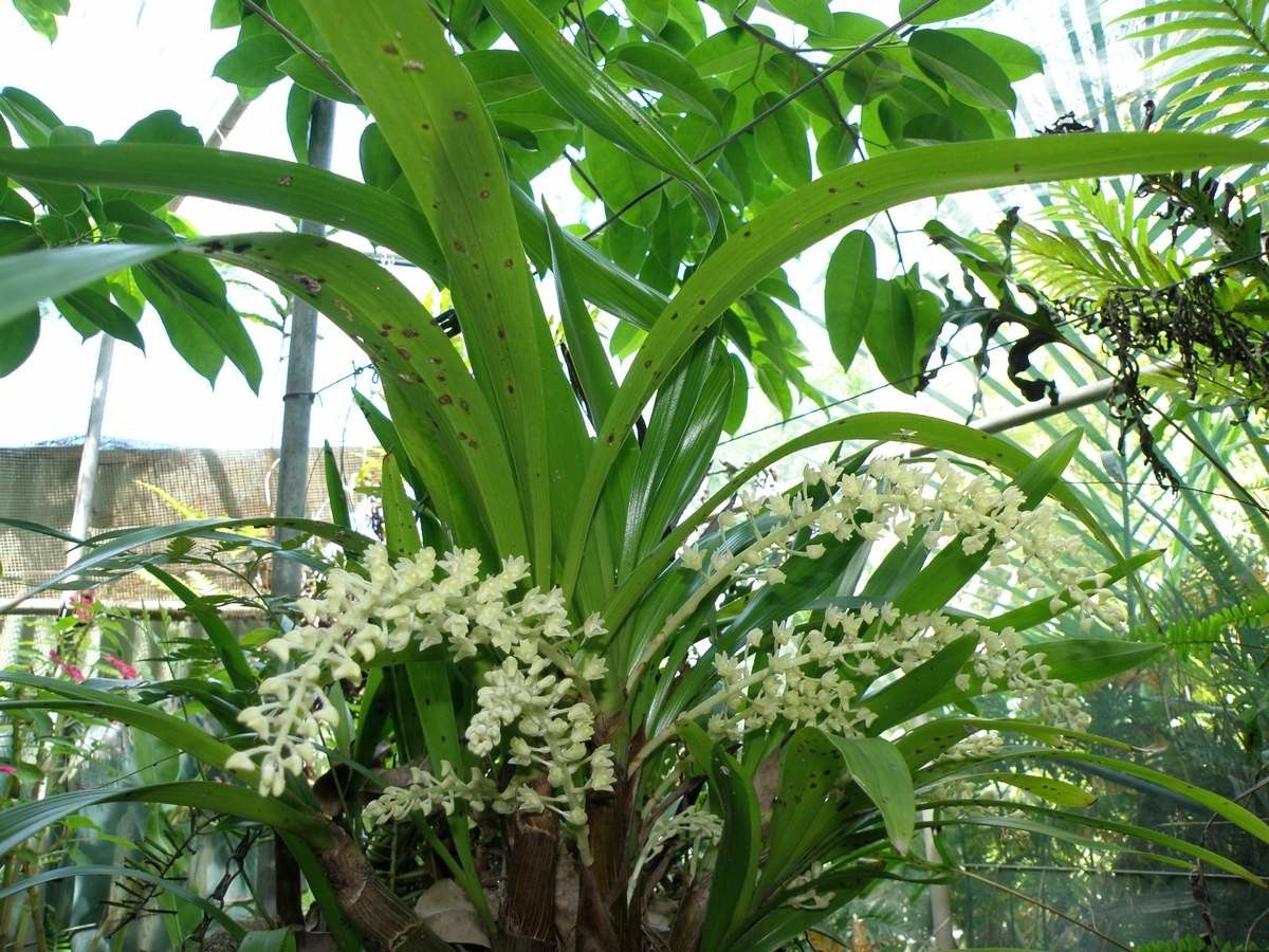 Pinalia fitzalanii habit