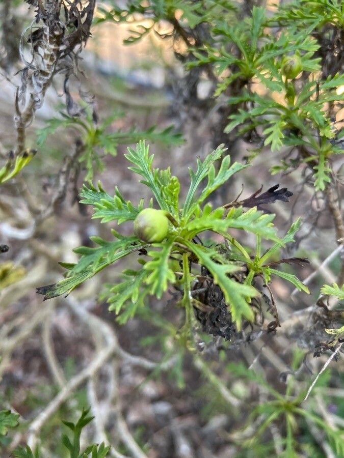 Euryops pectinatus fruit