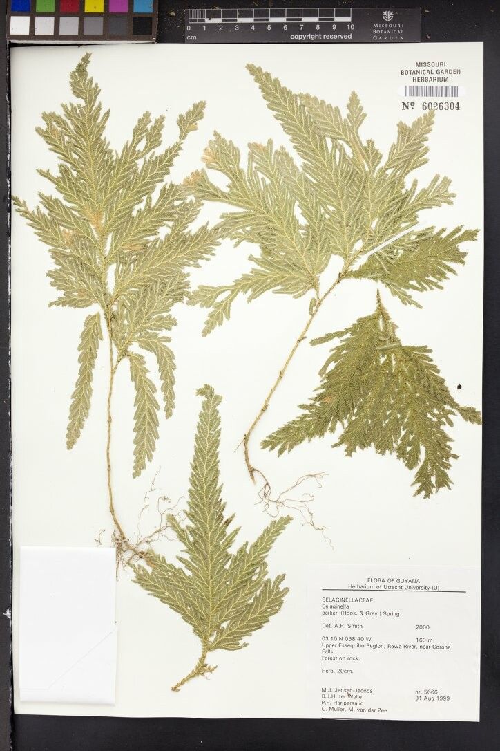 Selaginella parkeri flower