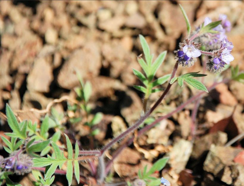Phacelia breweri habit