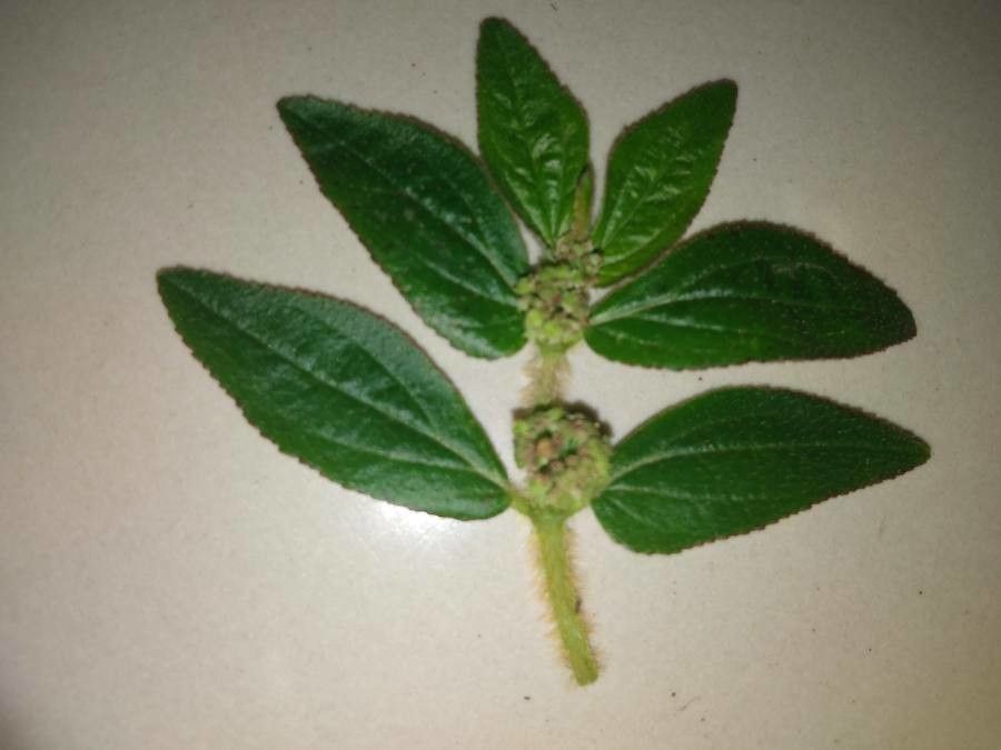 Chamaesyce hirta — search result for 'Euphorbiaceae'