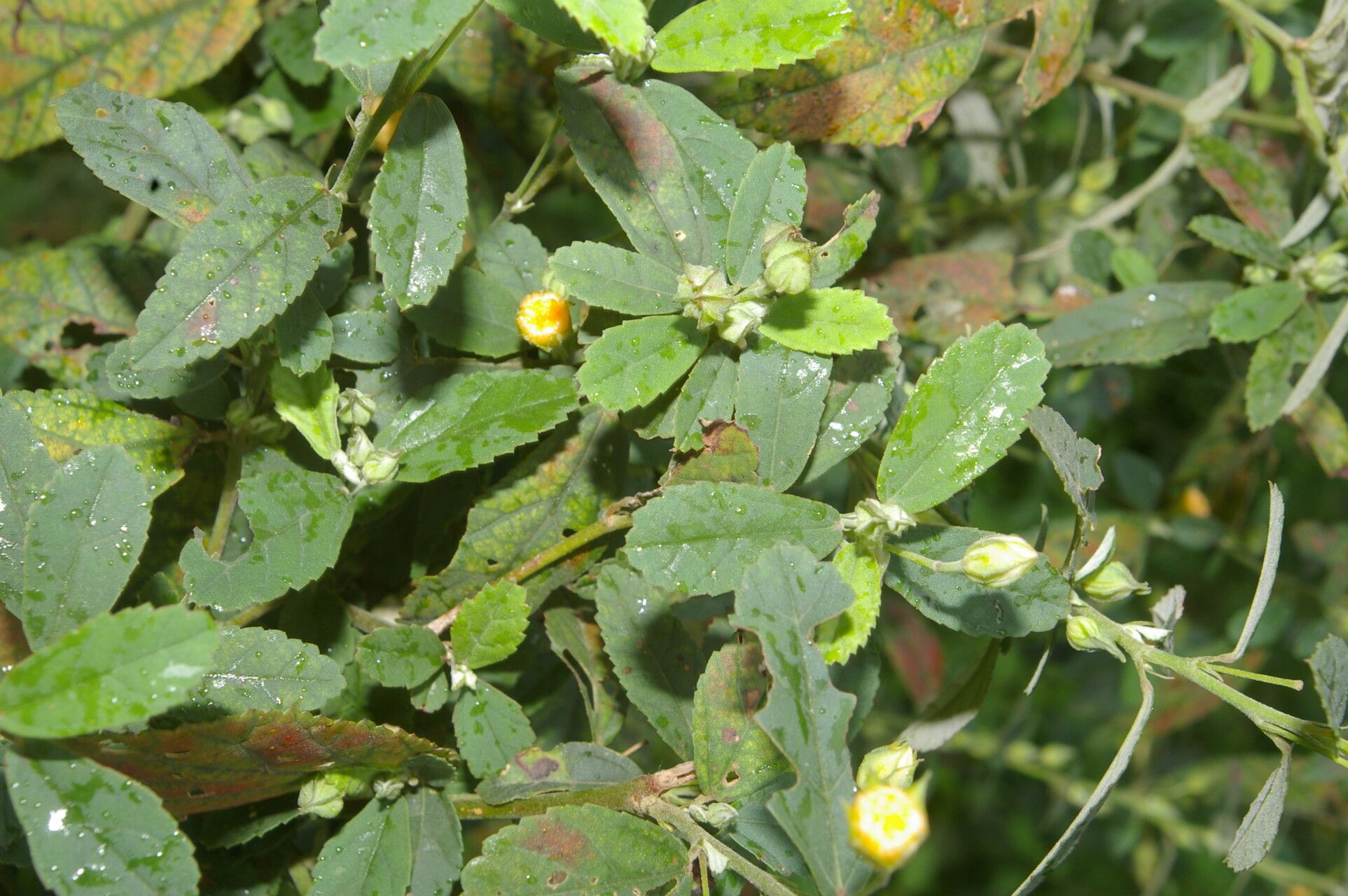 Sida haenkeana leaf