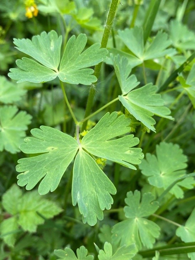 Aquilegia alpina leaf