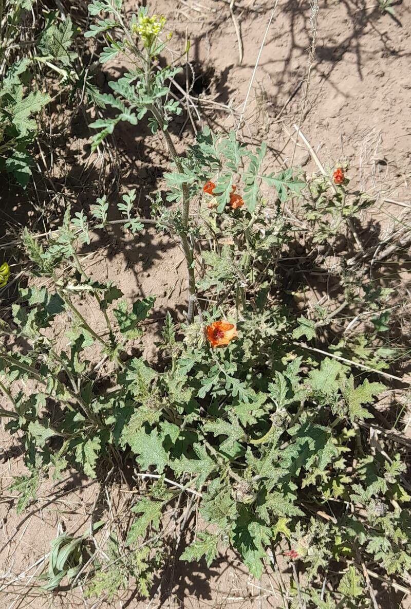 Sphaeralcea australis habit