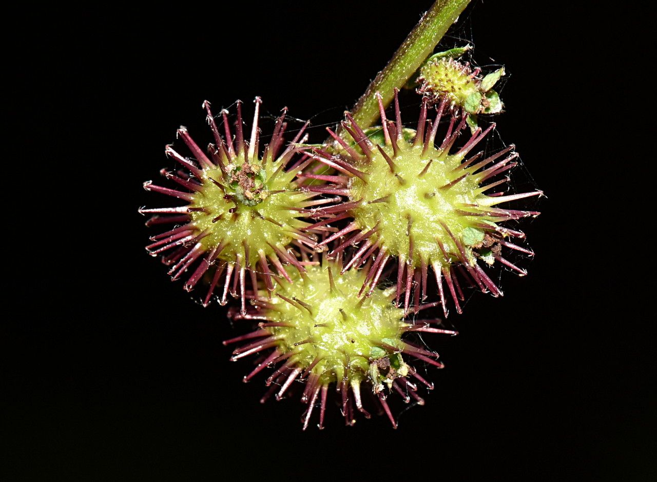 Acaena elongata — houseplant care guide