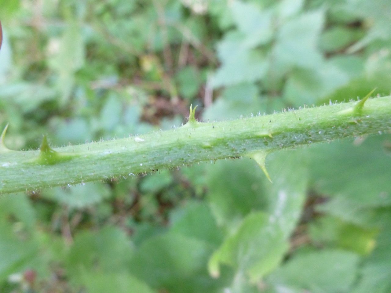 Rubus multifidus bark