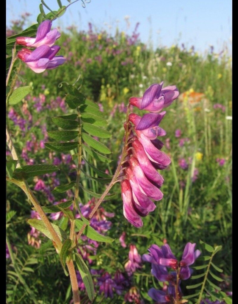 Vicia cassubica flower
