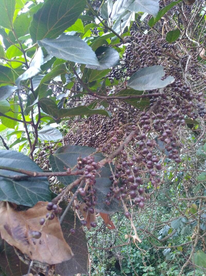 Alchornea latifolia — houseplant care guide