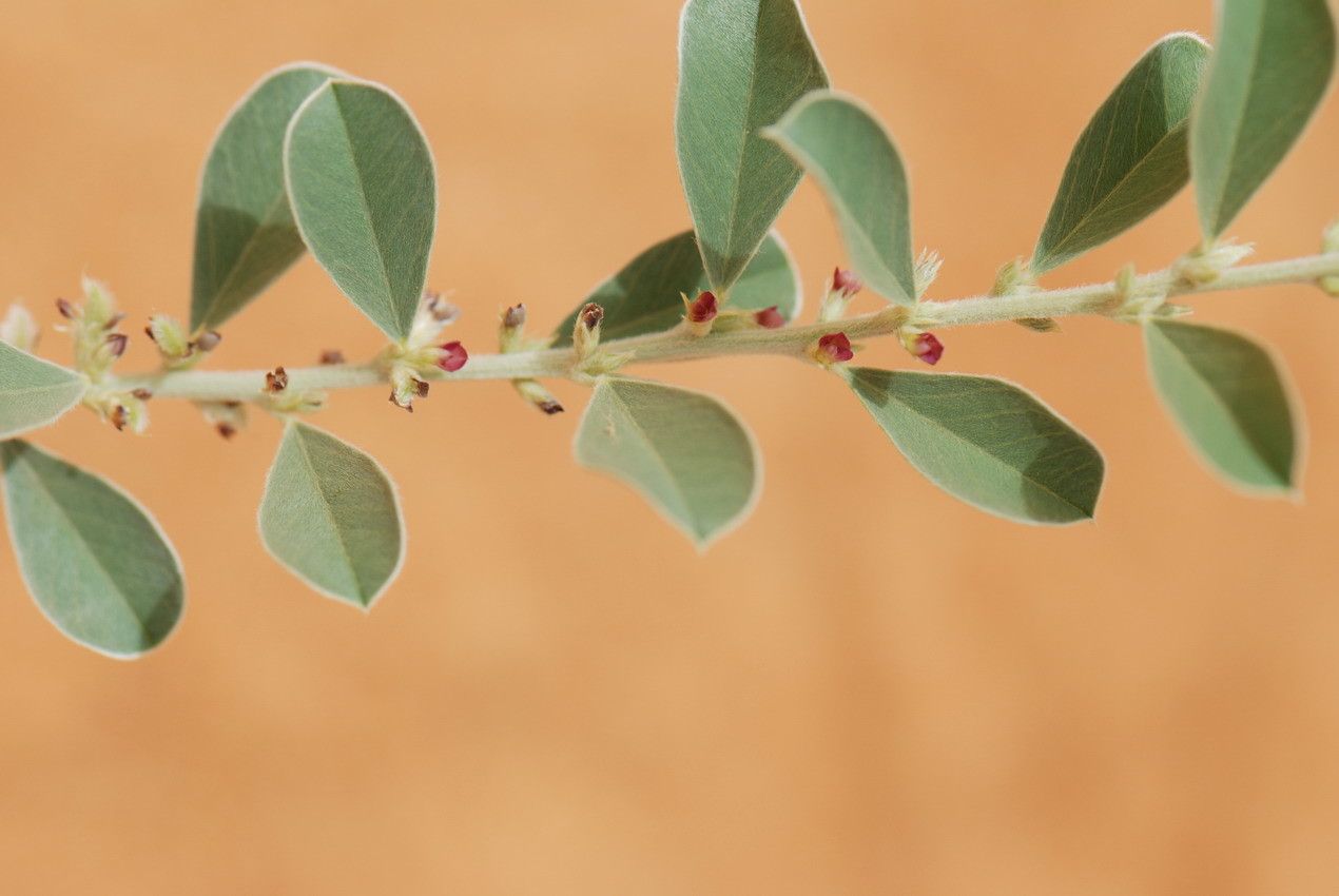 Tephrosia obcordata flower