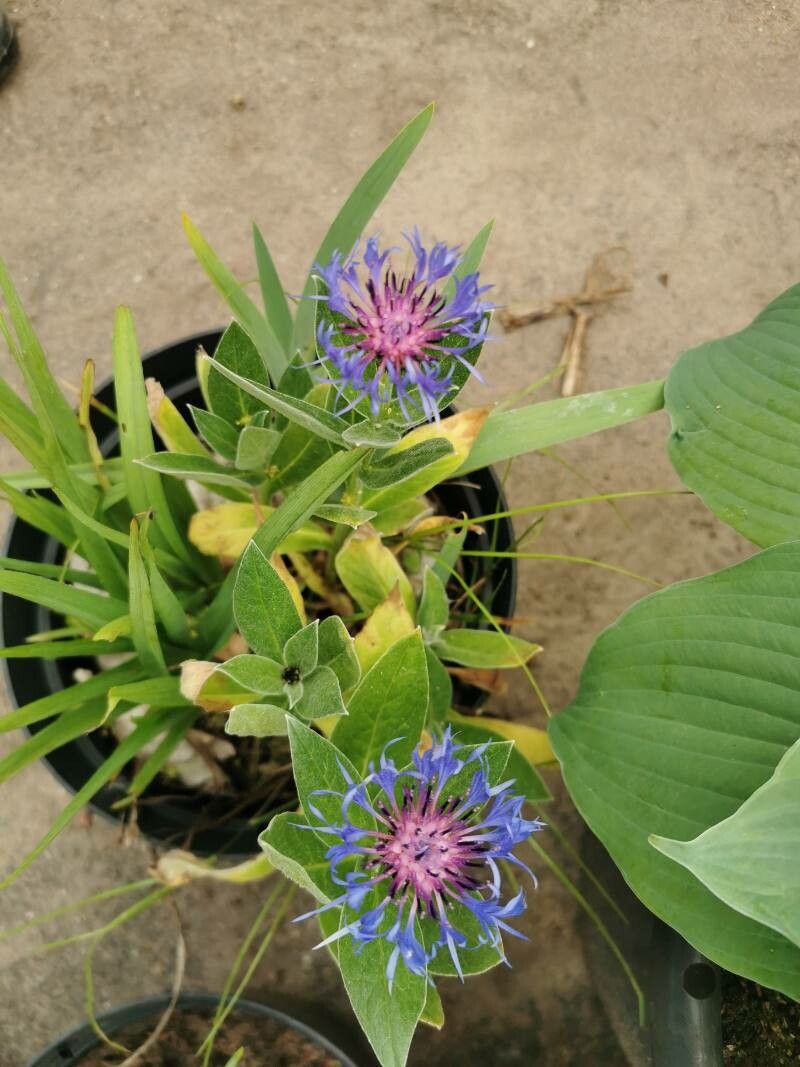Centaurea × livonica flower