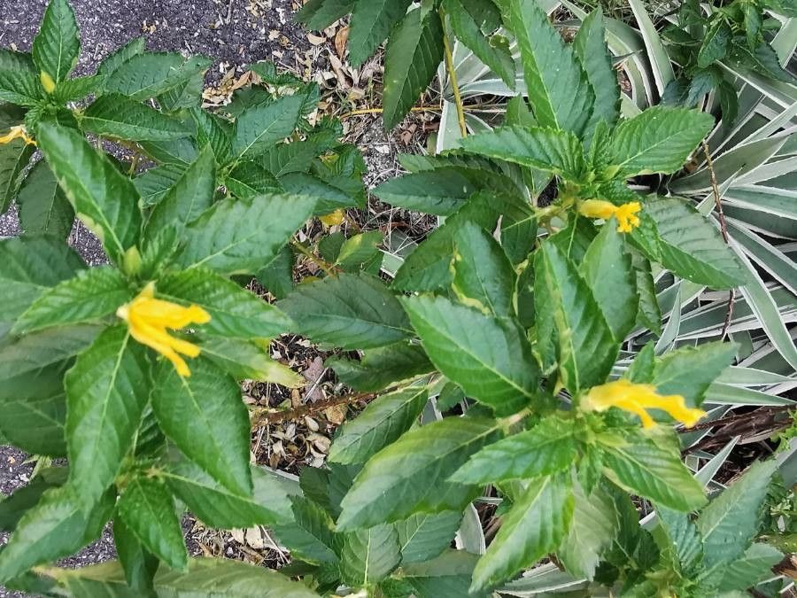 Turnera angustifolia leaf