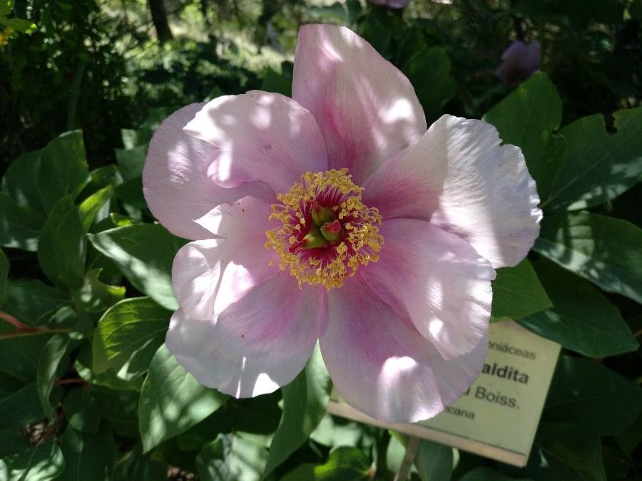 Paeonia coriacea flower