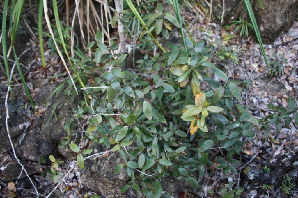 Graptophyllum macrostemon habit