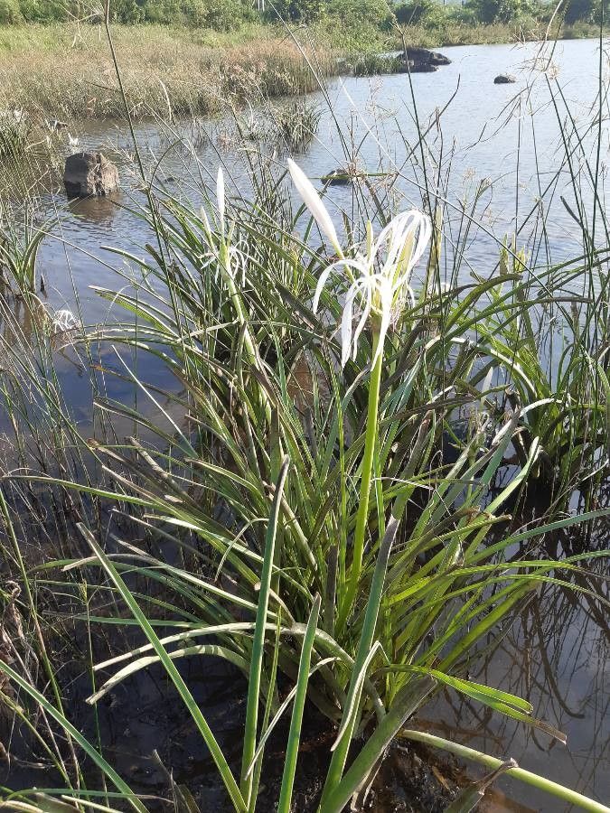 Crinum viviparum flower
